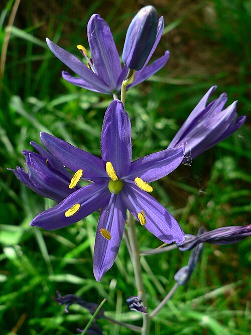 オレゴン州コーバリスの花