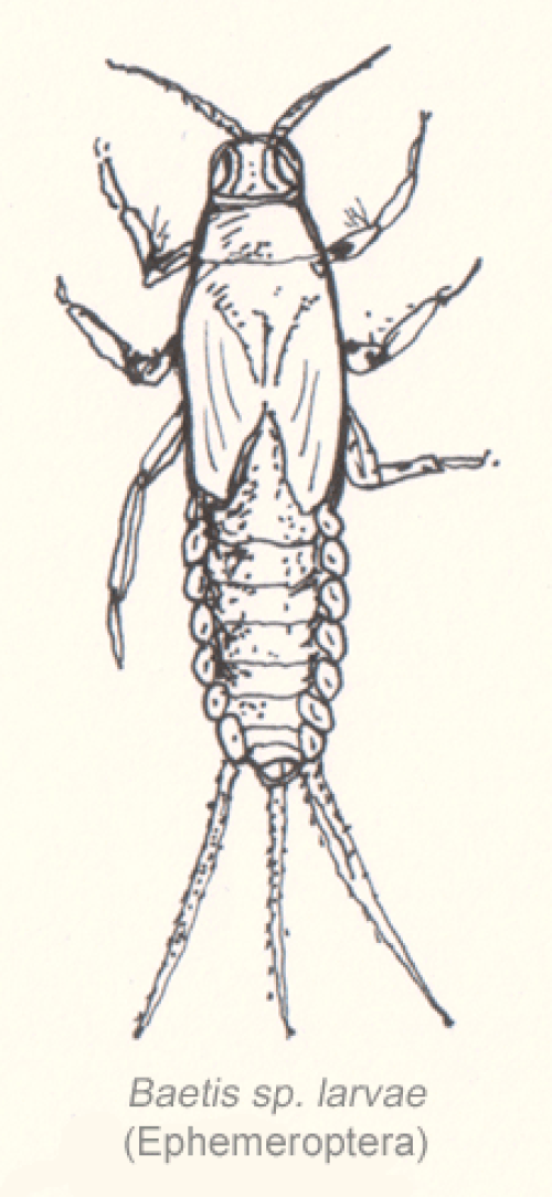 Baetis 属の幼虫の絵。