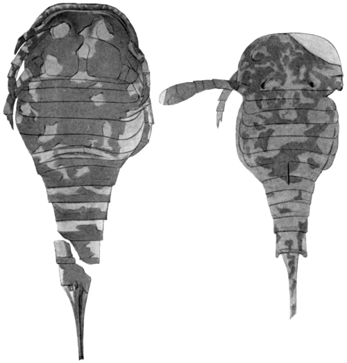 ココモ水石灰岩から採取した O. kokomoensis の標本 2 個を上から見た写真