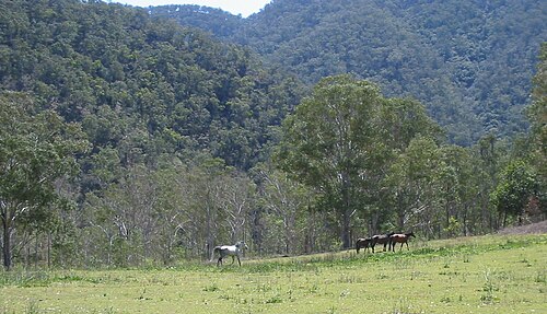 背の高い森林に覆われた丘を背に、野原の端に馬の小さな群れがわずかに見えている。