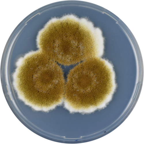 CYA プレート上で増殖する Aspergillus tamarii