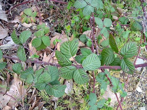 緑の葉を持つ、とげのある大きな紫色のつる植物が数本。その下の地面は砂利、草、枯れ葉や植物で覆われています。