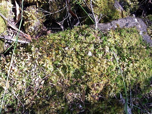 イムレイ・マリー近くの苔むした地面