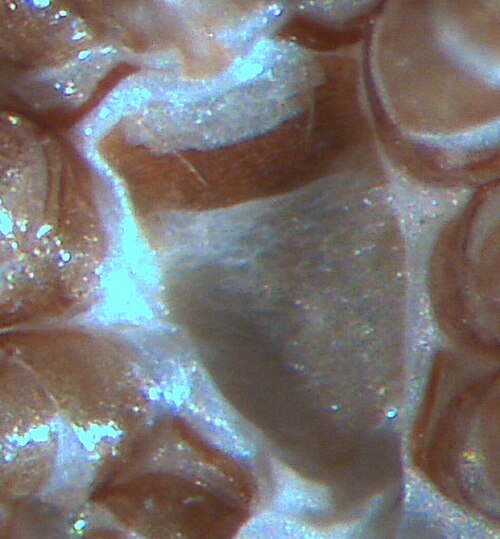 Poecilochirus ダニの胸骨盾の写真