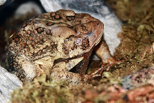 脱皮しながら皮膚を食べるアメリカヒキガエル