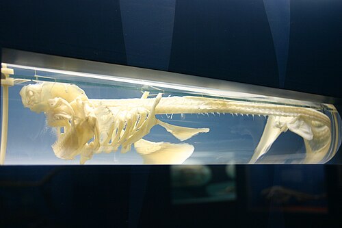 軟骨魚類であるカイトフィンシャークの骨格