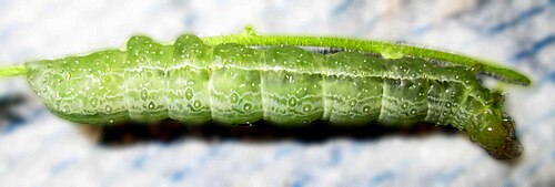 一見健康そうな蛾の幼虫は、餌を食べ、成長し、脱皮する…。