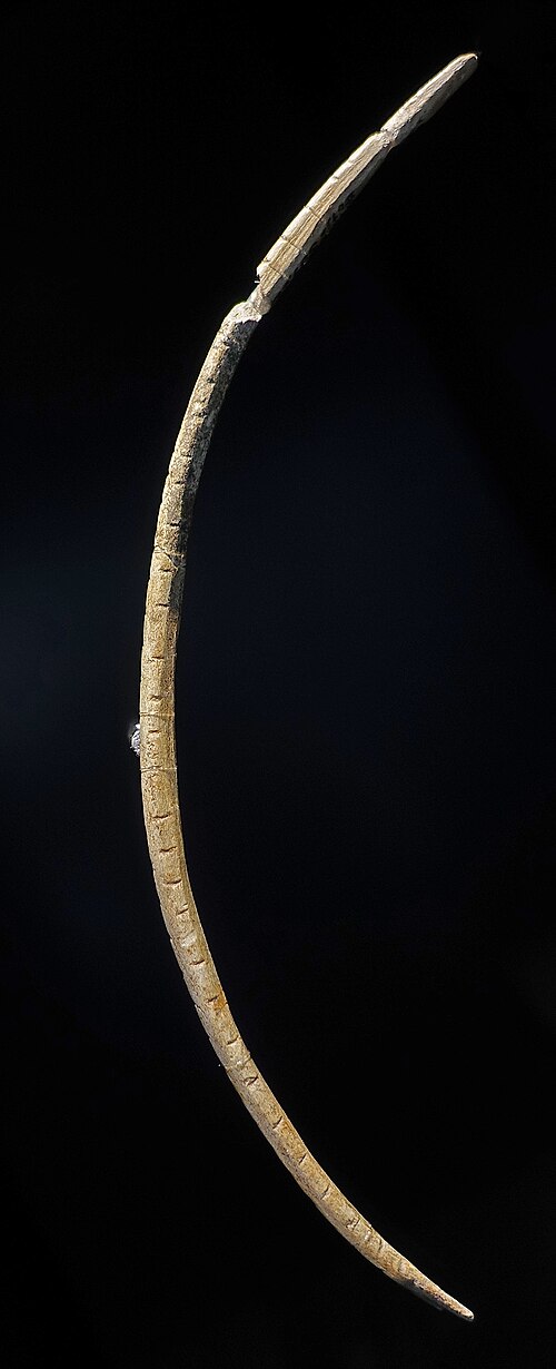 Possible musical bow from Geisenklösterle, Germany
