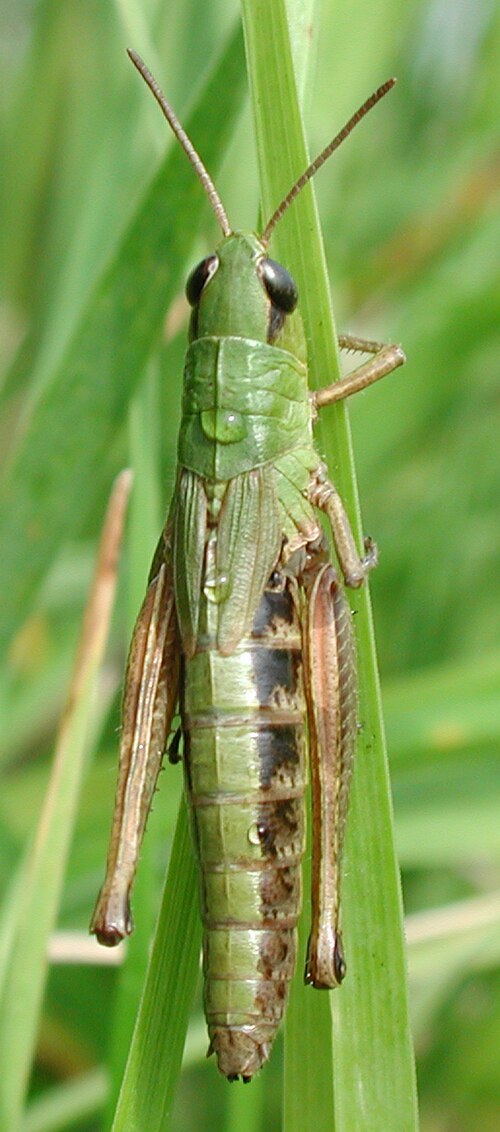 メスの Chorthippus parallelus