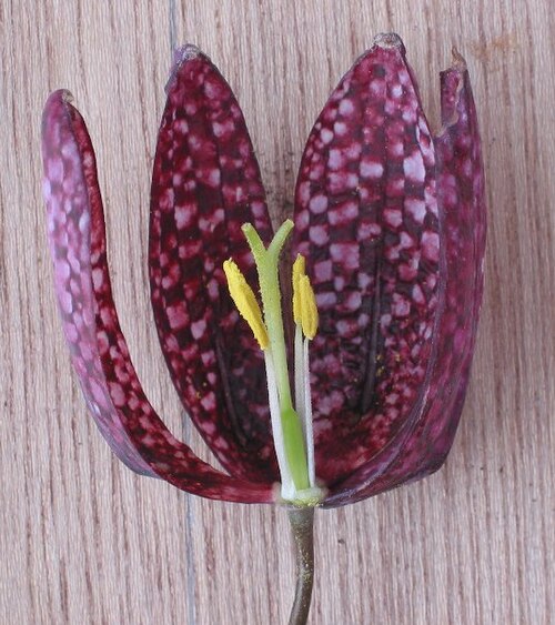 フリチラリア・メレアグリスの花の部分