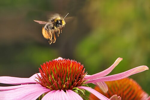 紫色の花に止まるマルハナバチ