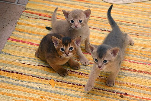 3 匹のアビシニアンの子猫の写真。毛色は赤みがかった色、淡黄褐色、青の 3 色です。
