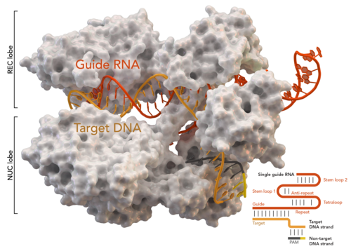 Cas9の構造
