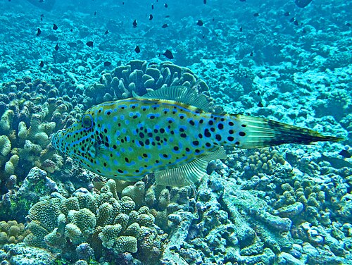 フランス領ポリネシア産のA. scriptus
