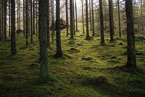 涼しい高地/高緯度の苔の森。針葉樹の下の森の地面は苔で覆われている。