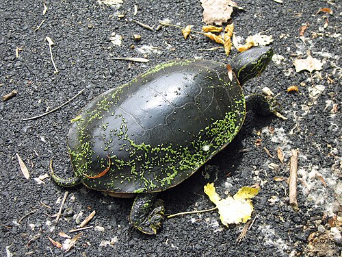 甲羅に緑色の粘液が付着し、小石の上にいるニシキガメ。背中には葉っぱが数枚。太陽が輝いています。