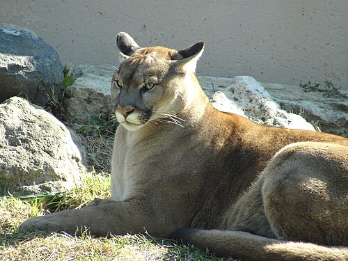 フィリップス公園のクーガー