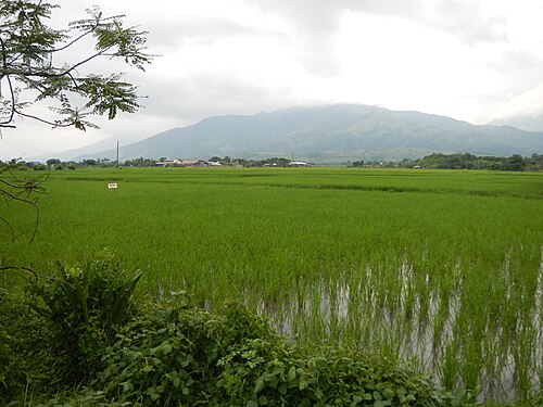 パンガシナン州東部の畑からの別の眺め
