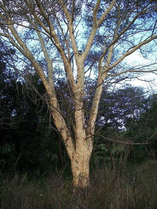 イランダ・ワイルドの自然分布域外で植えられた熱帯樹木