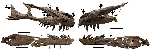 TMP 1994.143.1、恐竜公園層から発見されたティラノサウルスの幼体の頭蓋骨。以前はダスプレトサウルス属と考えられていたが、2019年以降はゴルゴサウルス・リブラトゥスに割り当てられた。矢印はティラノサウルスのさまざまな噛み跡を指している。