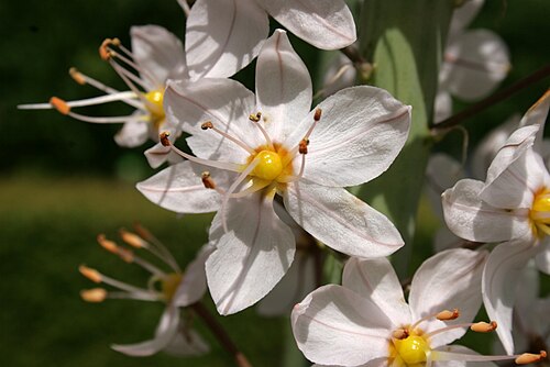 個々の花のクローズアップ、正面