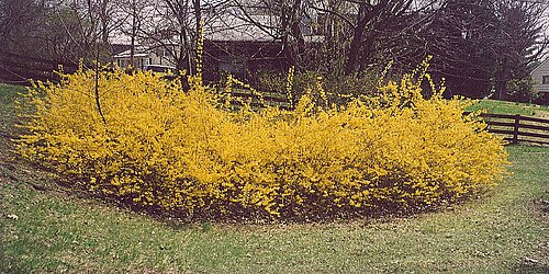樹齢50年のレンギョウ1本の大きさ