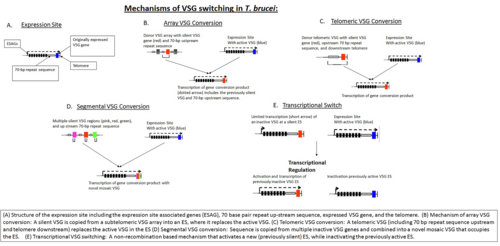 T. brucei における VSG スイッチングのメカニズム: A. 発現部位の構造。発現部位関連遺伝子 (ESAG)、70 塩基対の反復上流配列、発現 VSG 遺伝子、およびテロメアを含む。 B. アレイ VSG 変換のメカニズム: 不活性 VSG がサブテロメア VSG アレイから ES にコピーされ、活性 VSG と置き換わる。 C. テロメア VSG 変換: テロメア VSG (上流の 70 bp 反復配列と下流のテロメアを含む) が ES 内の活性 VSG と置き換わる。 D. セグメント VSG 変換: 配列が複数の不活性 VSG 遺伝子からコピーされ、ES を占める新しいモザイク VSG に結合される。 E. 転写 VSG スイッチング: 組換えに基づかないメカニズムで、新しい (以前は不活性だった) ES を活性化し、以前は活性だった ES を不活性化する。