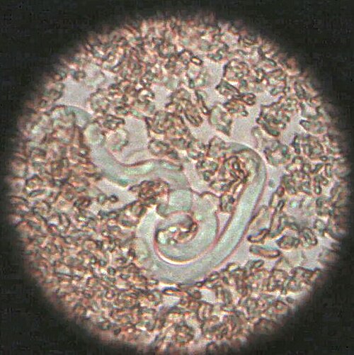 スピルリ科 Dirofilaria immitis