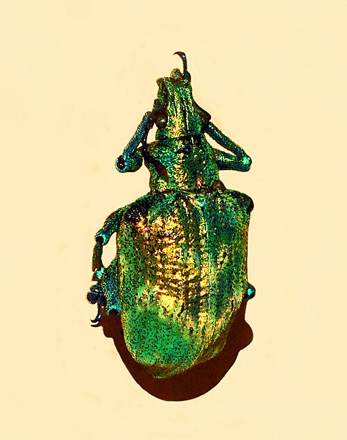 Lamprocyphus augustus ゾウムシの虹色の鱗には、あらゆる方向に配向したダイヤモンドベースの結晶格子が含まれており、ほぼ均一な緑色を呈しています。