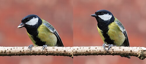 ヒマワリの種をつけた枝に止まる雄のシジュウカラ