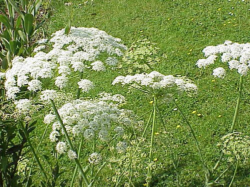 Laserpitium latifoliumの花