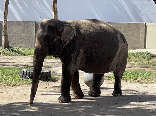 マニラ動物園の象マリの写真。