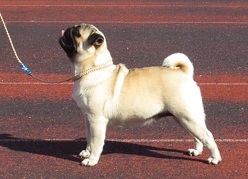 子鹿色のパグの子犬。
