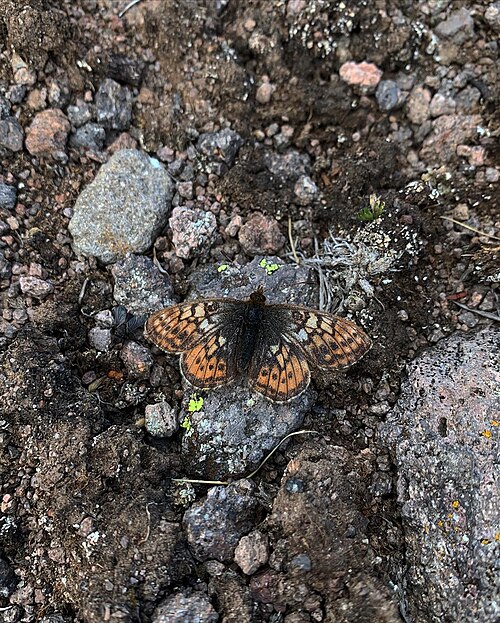 緑色の捕虫網にとまった黒、オレンジ、黄褐色の蝶の写真。