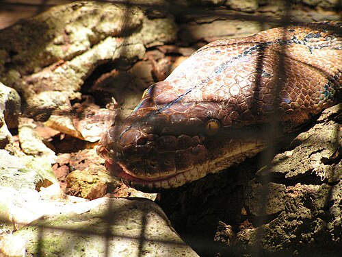 フィリピンのボホール島のニシキヘビ (Python reticulatus)
