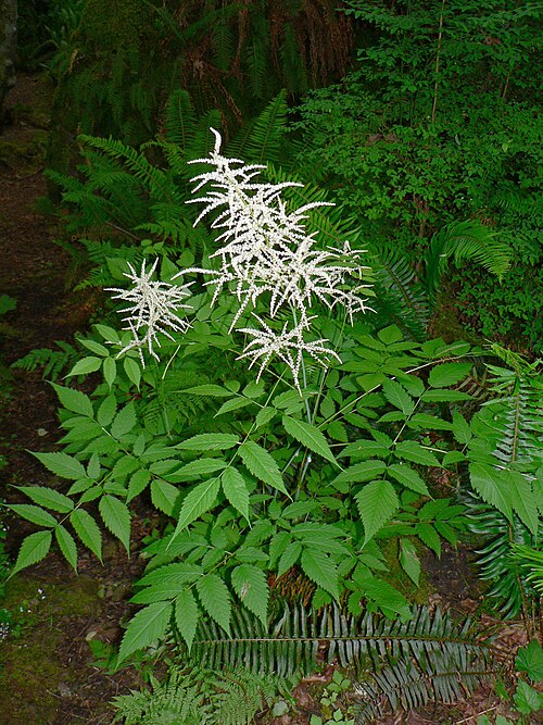 ヤギヒゲ（Aruncus dioicus）