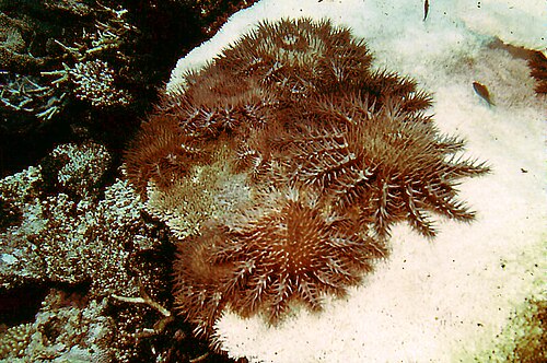 生き残ったサンゴをめぐってヒトデが「競争」