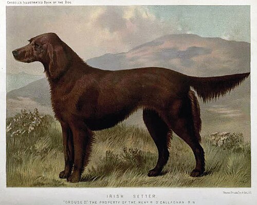 アイリッシュ・セッター、1881年
