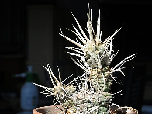 「var. diadematus」