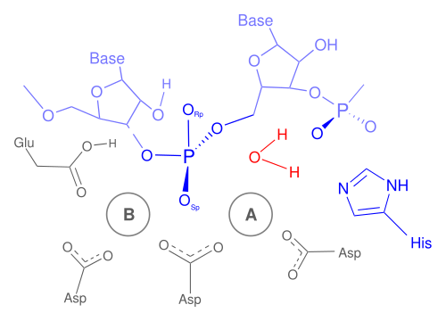 RNase H反応メカニズム