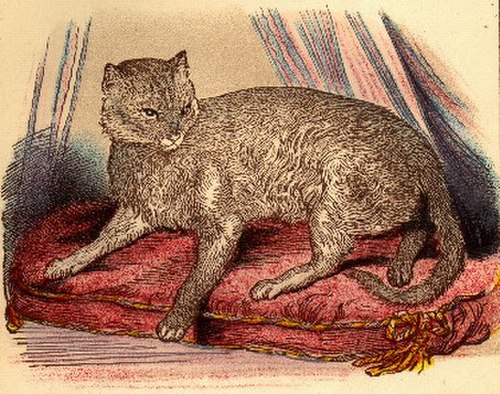 いわゆる最初のアビシニアン猫、ズーラのイラスト。W・ゴードン・ステイブルズ博士の著書『猫、その特徴と猫の生活の不思議』(1874年)より