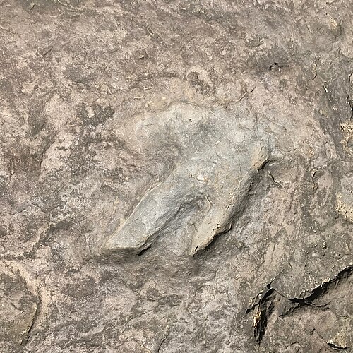 恐竜の足跡のクローズアップ画像