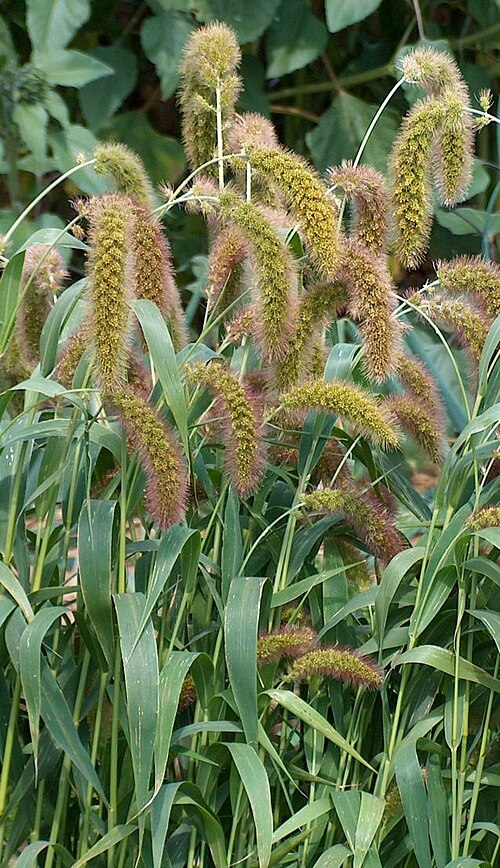 赤褐色の密集した穂を持つ草