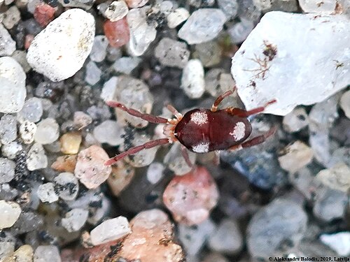 Leptus trimaculatus、ドイツ