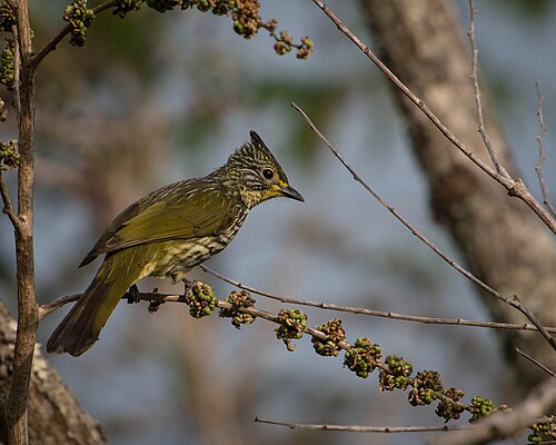 タイ・ミャンマー国境付近に生息するヒヨドリ（Alcurus striatus）。タイ、チェンマイ、ドイ・パ・ホム・ポック国立公園。