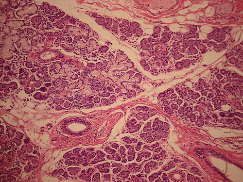 粘液細胞は細胞質に色がないことで識別できますが、漿膜細胞は好塩基性の色をしています。
