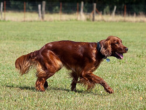 アイリッシュセッターは狩猟用に繁殖された犬種である。