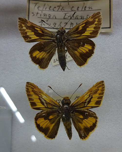 Museum specimen