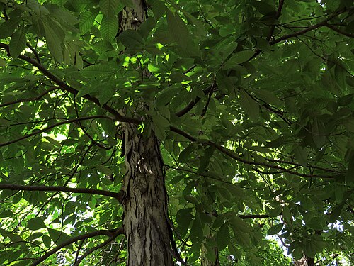 Carya ovata