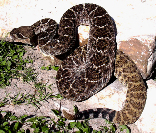 C.アトロックス